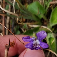 Viola fimbriatula