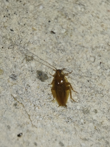 Amber Wood Cockroach
