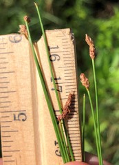 Eleocharis vivipara