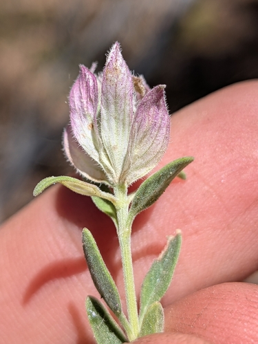 Monardella nana, photograph 2
