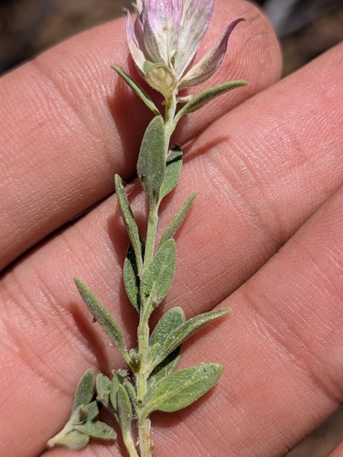 Monardella nana, photograph 4
