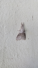 Calliteara pudibunda