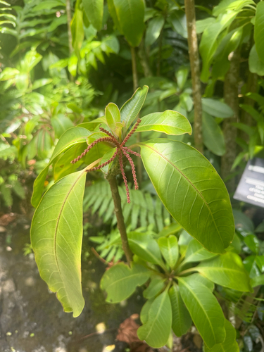 Charpentiera densiflora observed 2026-06-19