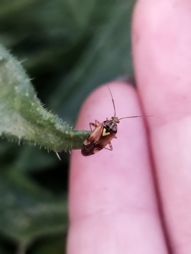 Lygus pratensis