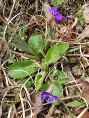 Viola fimbriatula