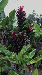 Cordyline fruticosa