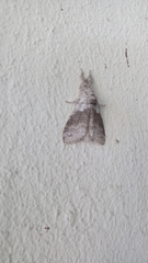 Calliteara pudibunda