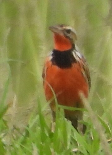 Rosy-throated Longclaw (Macronyx ameliae)