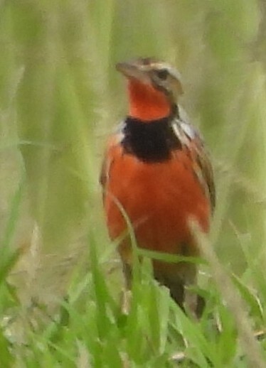 Rosy-throated Longclaw (Macronyx ameliae), photo 1