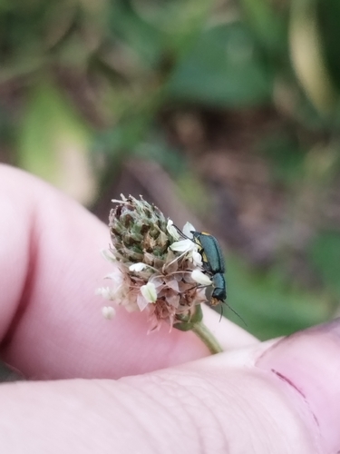Yellow-fronted Soft-winged Flower Beetle