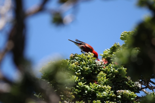 Himatione sanguinea observed 2026-06-19