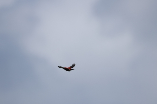 Himatione sanguinea observed 2026-06-19