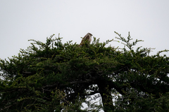 Accipiter cooperii