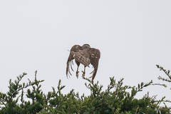 Accipiter cooperii