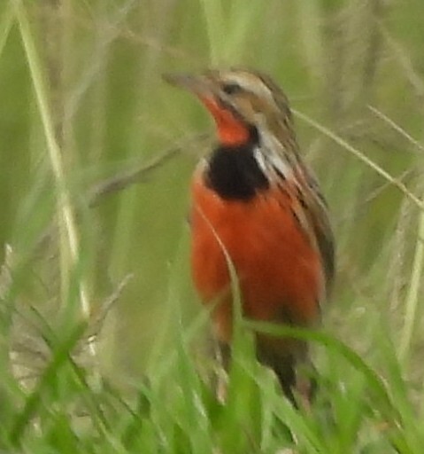 Rosy-throated Longclaw (Macronyx ameliae), photo 2
