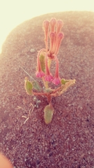 Tripterocalyx carneus