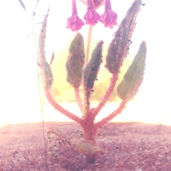 Tripterocalyx carneus