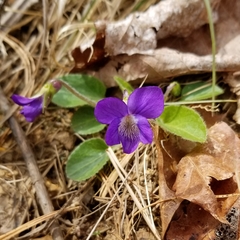 Viola fimbriatula
