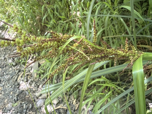 Carex baccans observed 2026-06-20