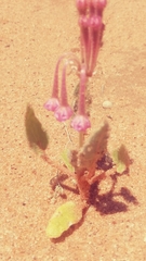 Tripterocalyx carneus