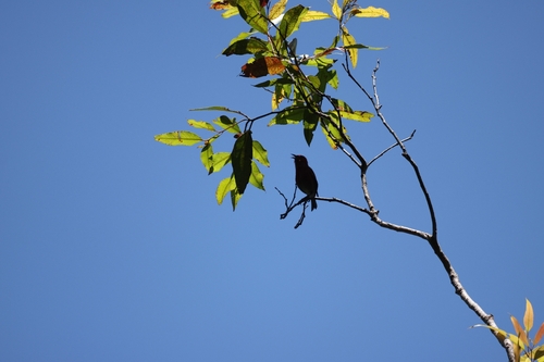 Himatione sanguinea observed 2026-06-19