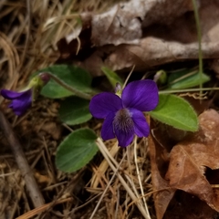 Viola fimbriatula