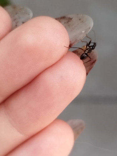 Ant Damselbug