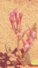 Tripterocalyx carneus