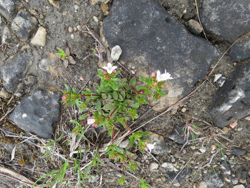 Image of Houstonia canadensis by (c) Howard Williams, some rights reserved (CC BY-SA)