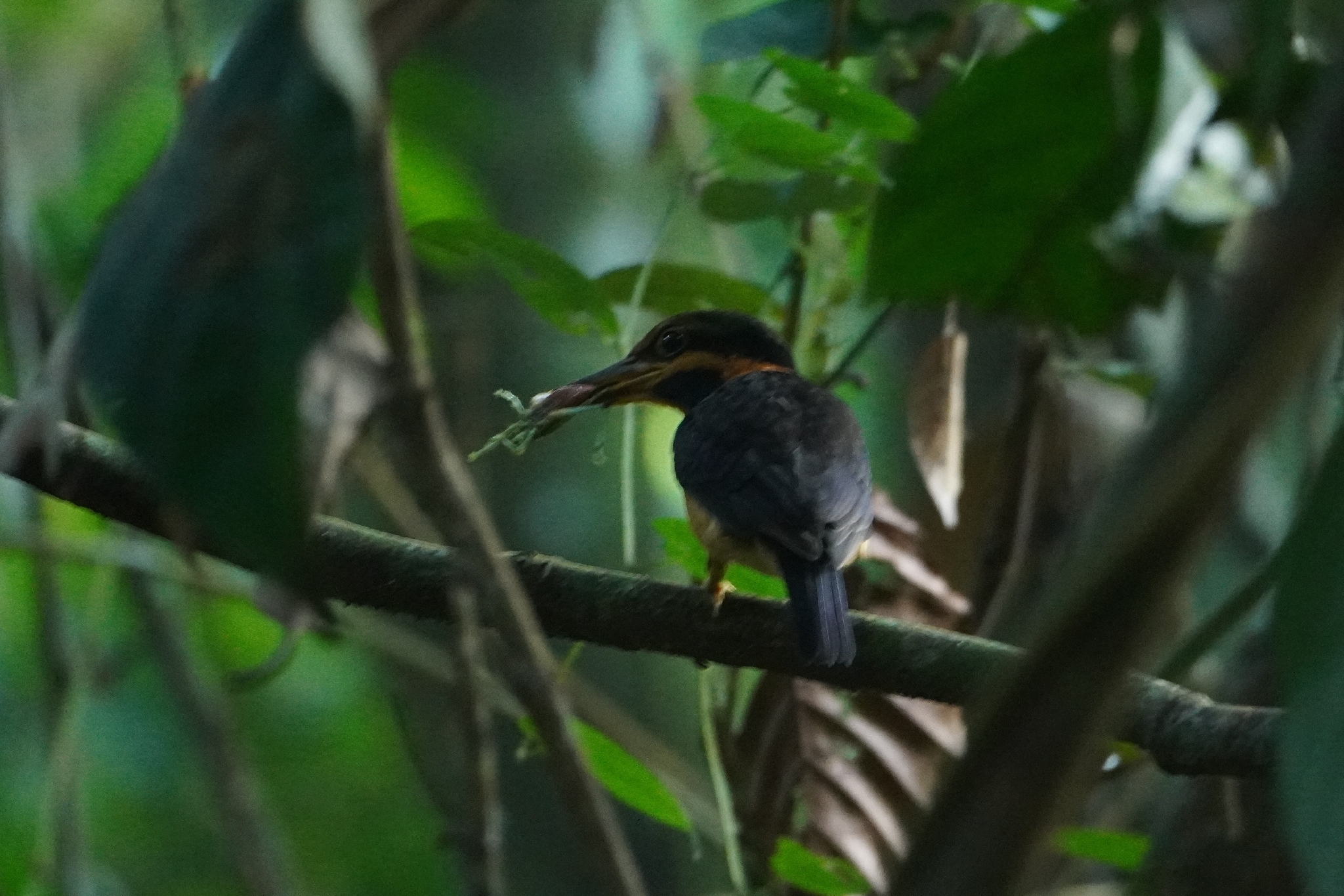 Rufous-collared Kingfisher (Actenoides concretus), photo 2