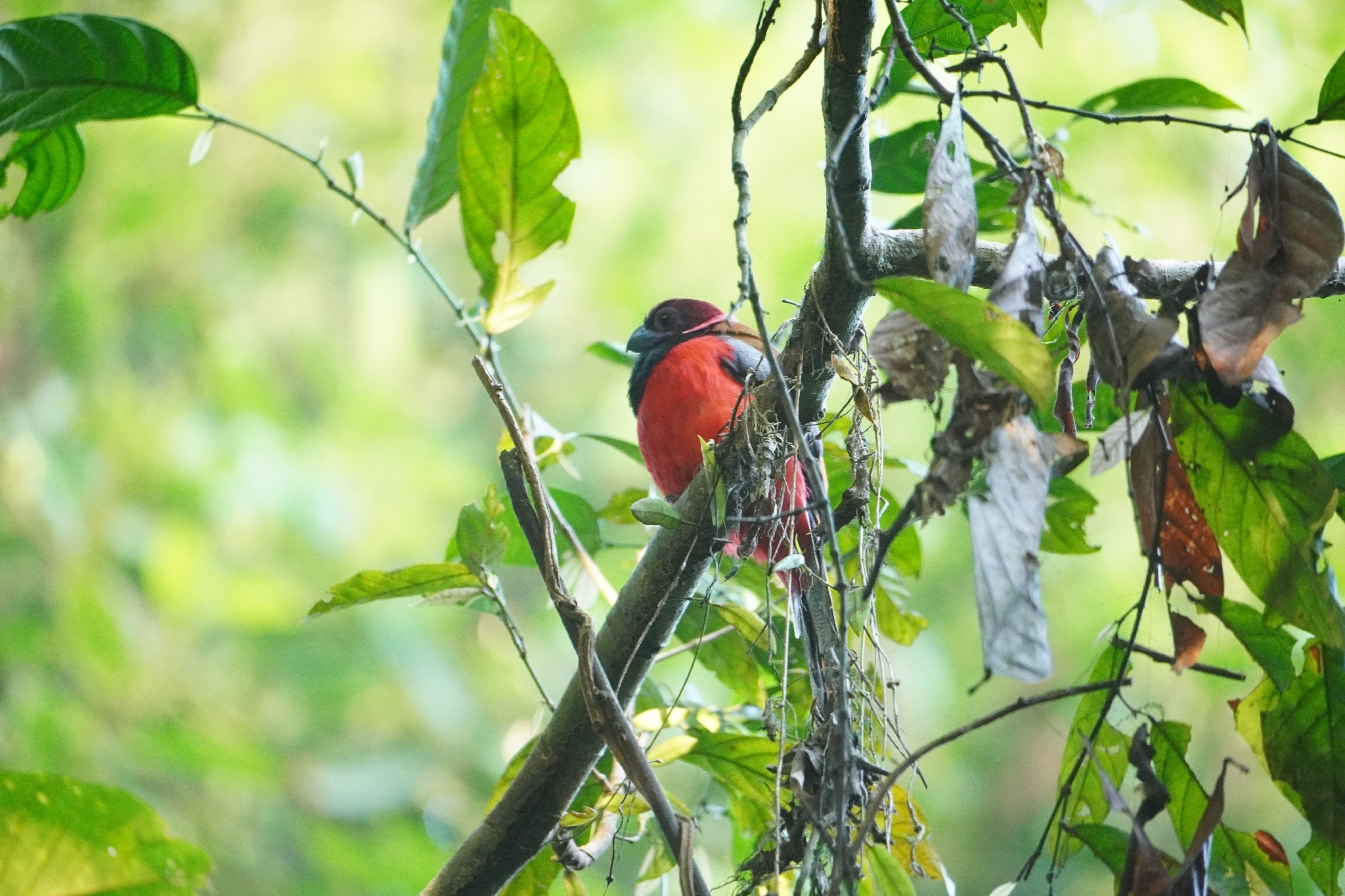 Diard's Trogon (Harpactes diardii), photo 2