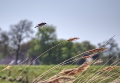 Emberiza schoeniclus