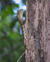 Uranoscodon superciliosus