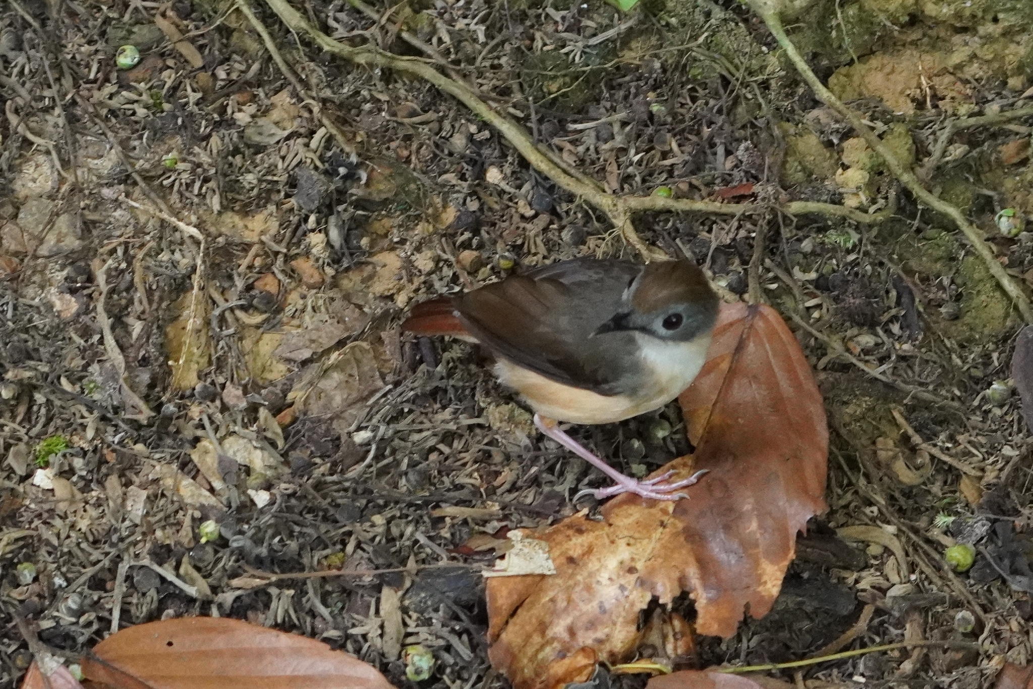 Short-tailed Babbler (Pellorneum malaccense), photo 3