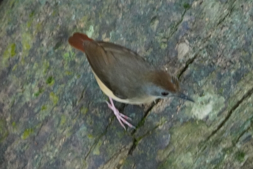 Short-tailed Babbler (Pellorneum malaccense), photo 4