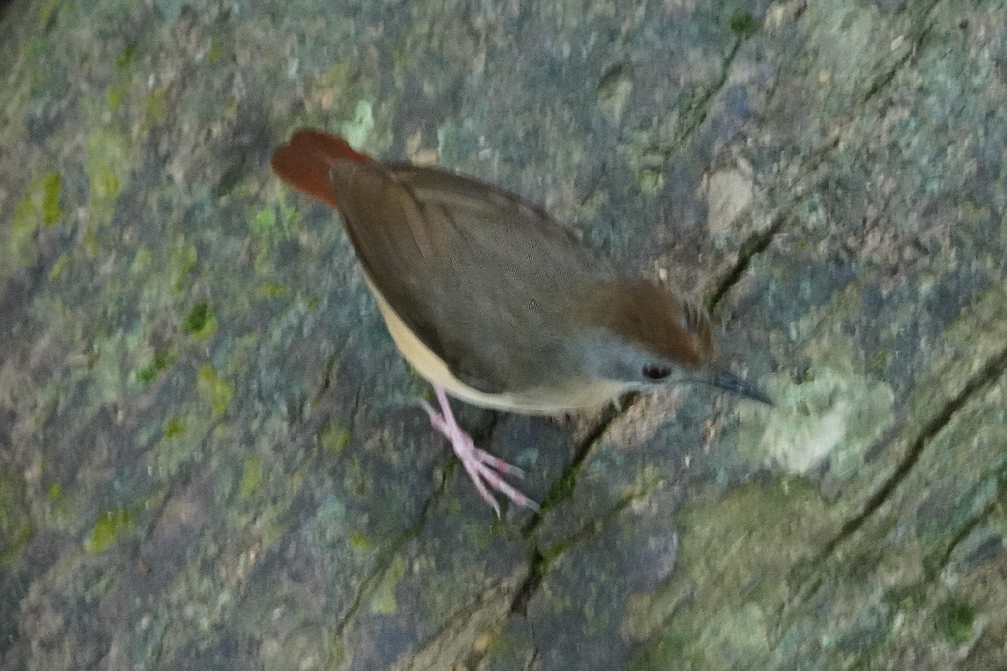 Short-tailed Babbler (Pellorneum malaccense), photo 4
