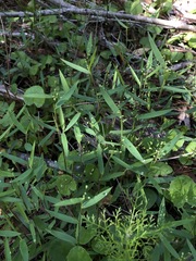 Dichanthelium patulum