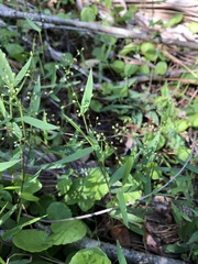 Dichanthelium patulum