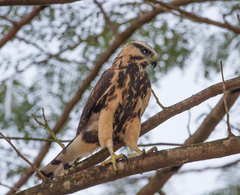 Buteo nitidus