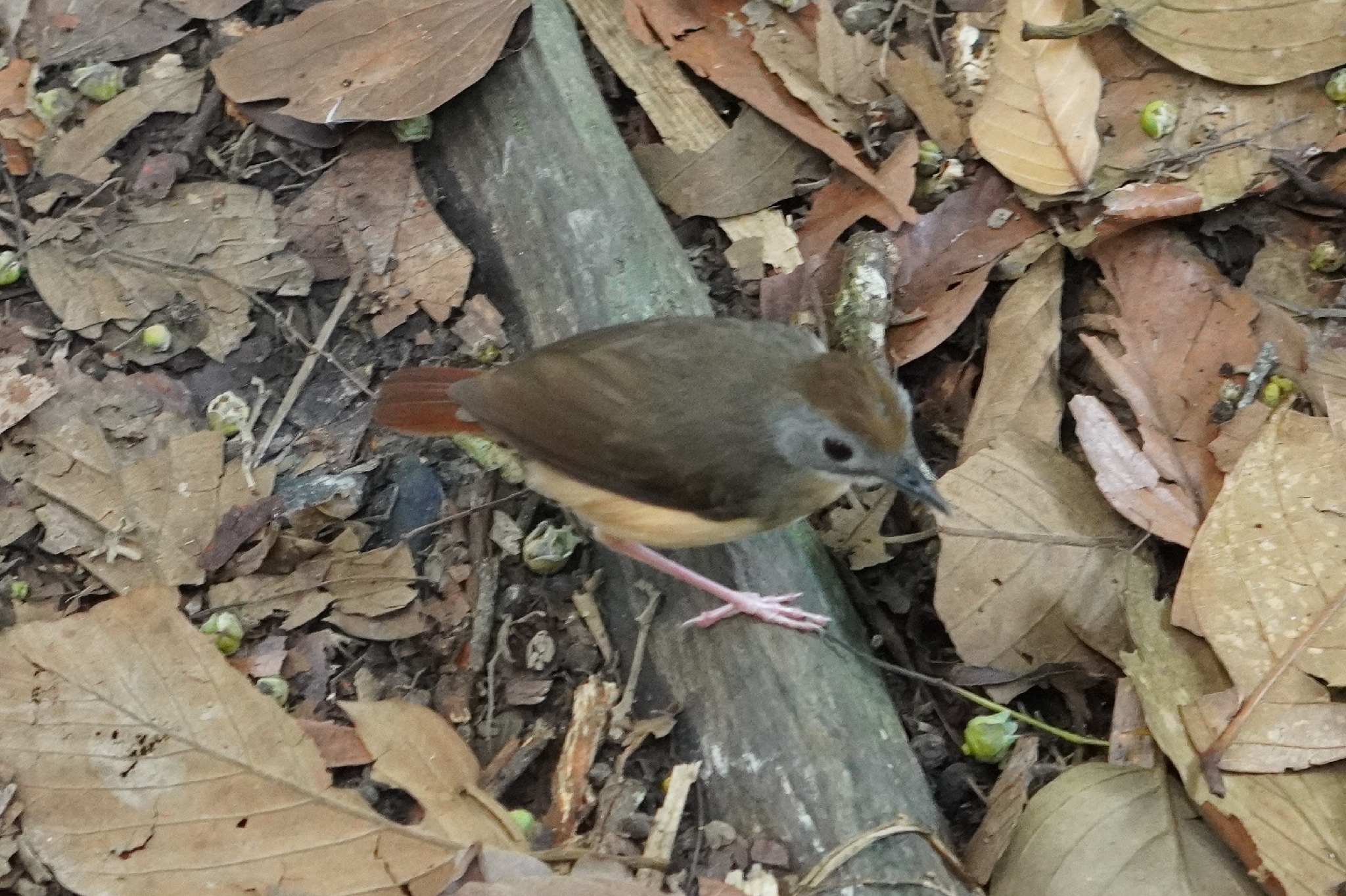 Short-tailed Babbler (Pellorneum malaccense), photo 5