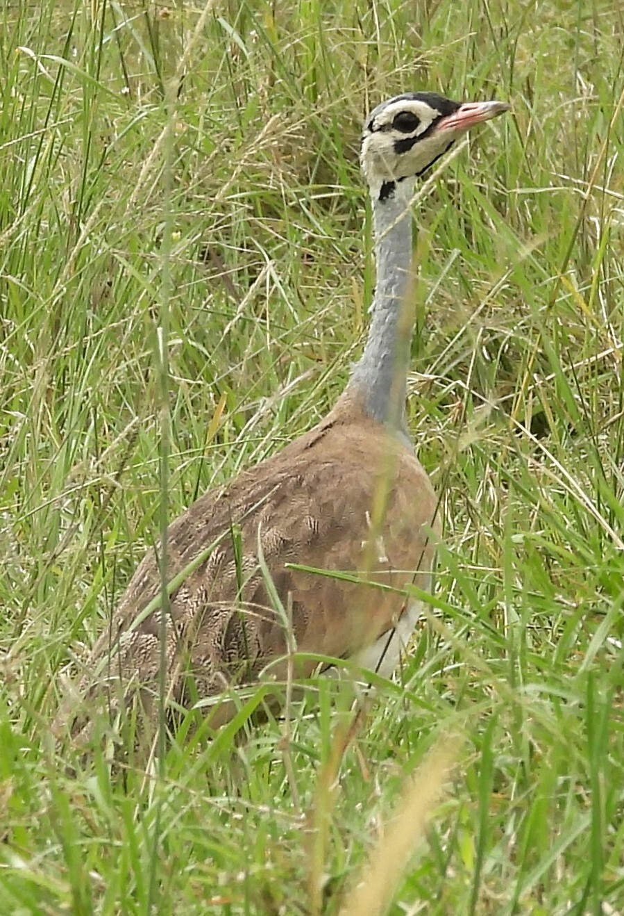 White-bellied Bustard (Eupodotis senegalensis), photo 4