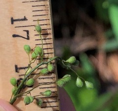 Dichanthelium patulum