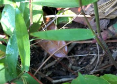 Dichanthelium patulum