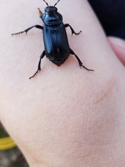 Nicrophorus humator