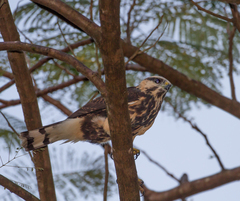 Buteo nitidus
