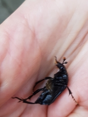 Nicrophorus humator