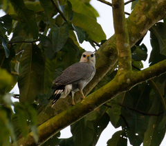 Buteo nitidus