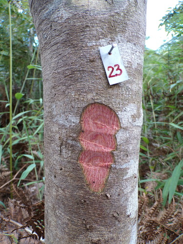 Dictyoloma vandellianum