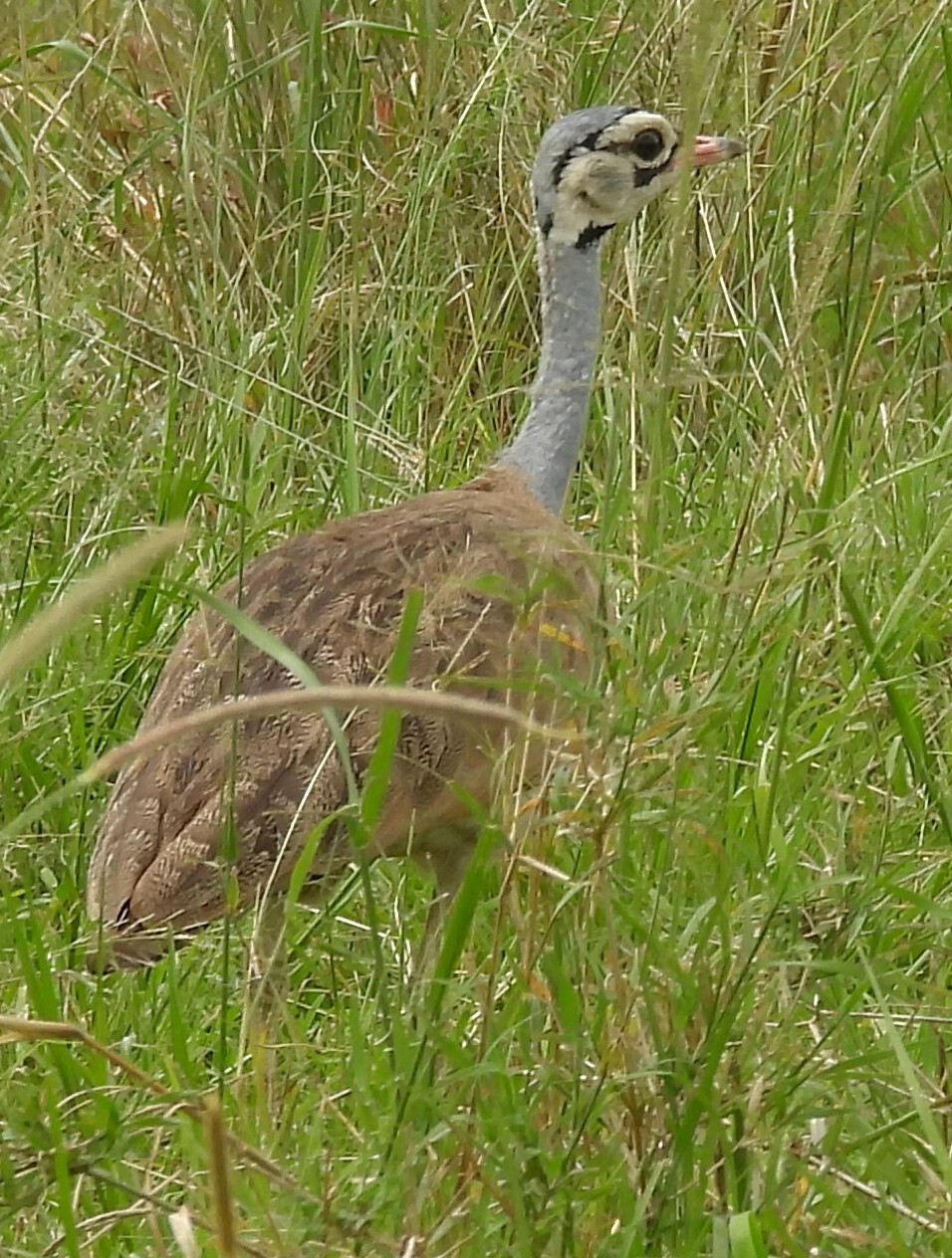 White-bellied Bustard (Eupodotis senegalensis), photo 5