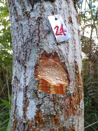 Sapium glandulosum